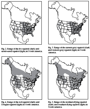 western gray squirrel range